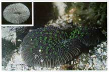 fungia