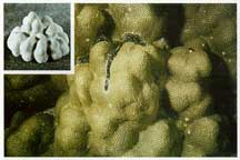 lobata