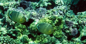 Butterflyfish
