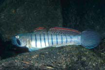 naniha