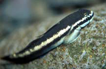 nopili