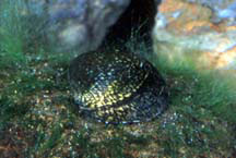 pipiwai