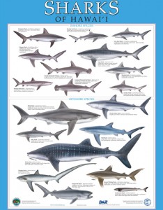 Posters of Sharks of Hawaii