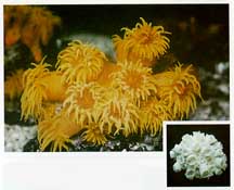 tubastraea
