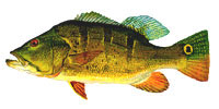 Tucunare