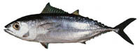Ahi