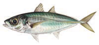 Akule and Halalu