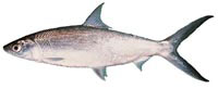 Awa