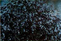 Juvenile Channel catfishes in tank.