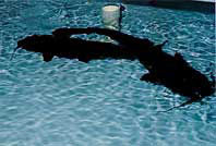 Adult Channel catfish in tank.