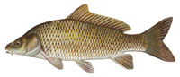 Carp