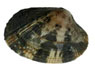 Clam
