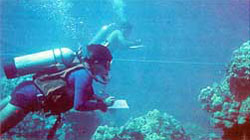 Divers counting fish on a transect.