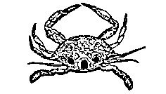 Measurement of Kuahonu crab