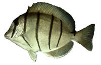 Manini