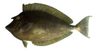Kala