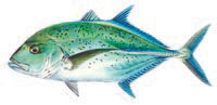 Ulua and papio