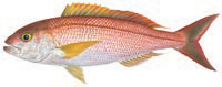 'Opakapaka