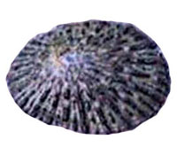 `Opihi