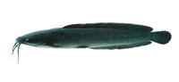 Puntat