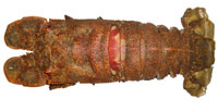 Ula papapa