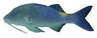 moano_kea