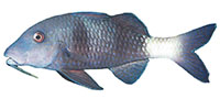 munu