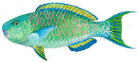 uhu 'ele'ele