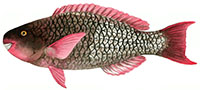 uhu palukaluka