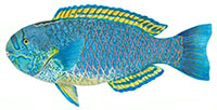 uhu uliuli
