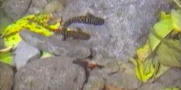 save native fish