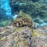 coral spawning