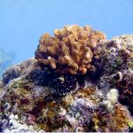 Kona coral