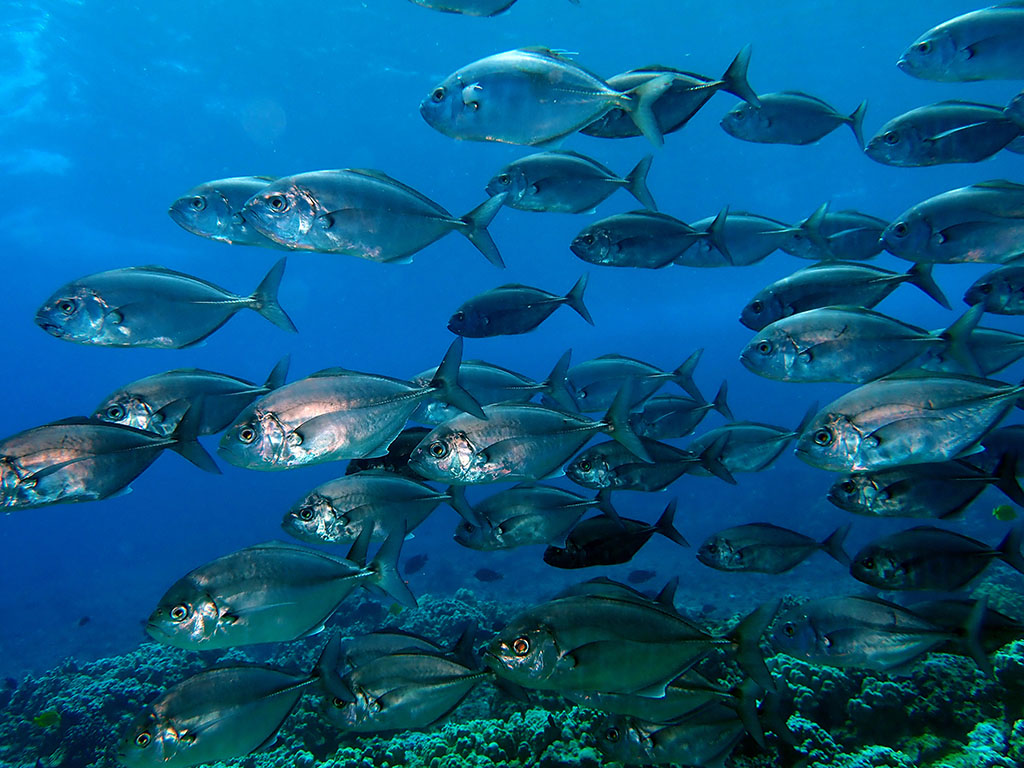 Molokini jacks