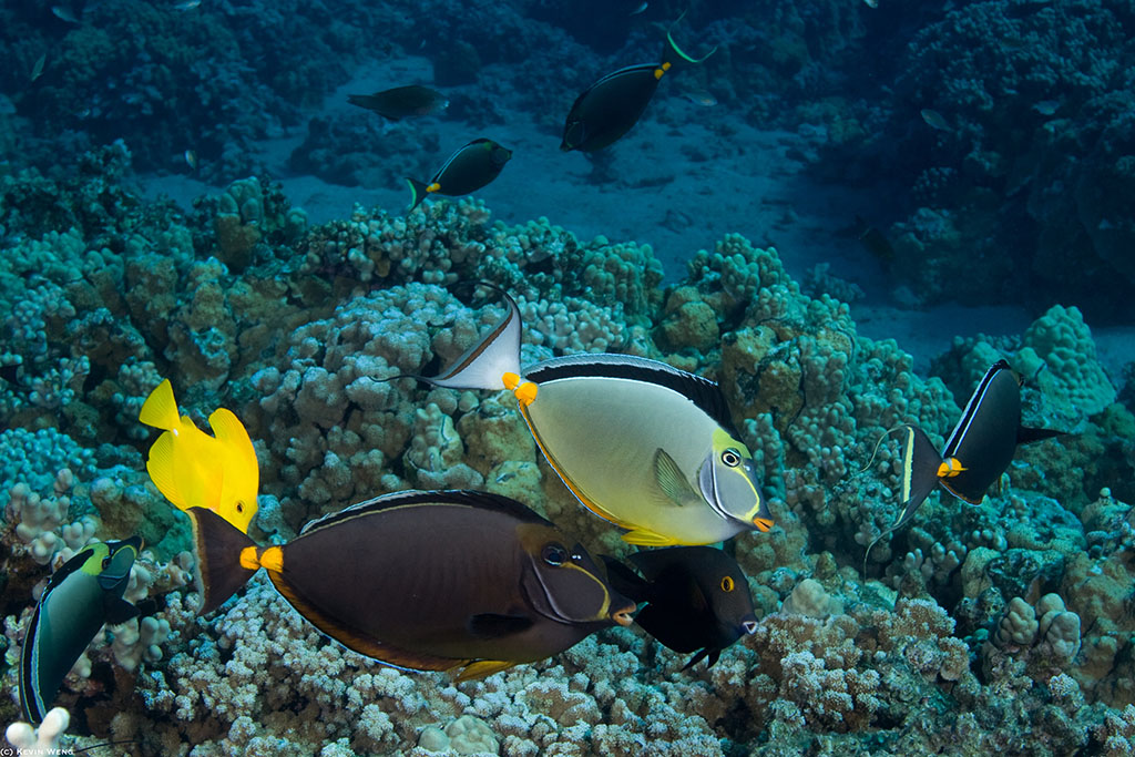 Molokini tangs