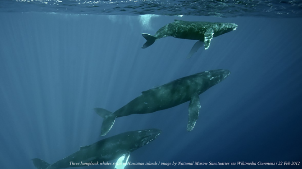 humpback whales