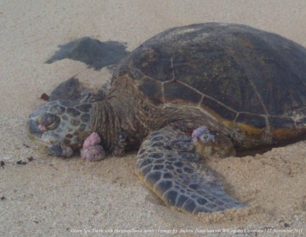 green turtle with tumors
