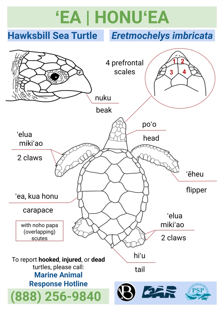 hawksbill fact card