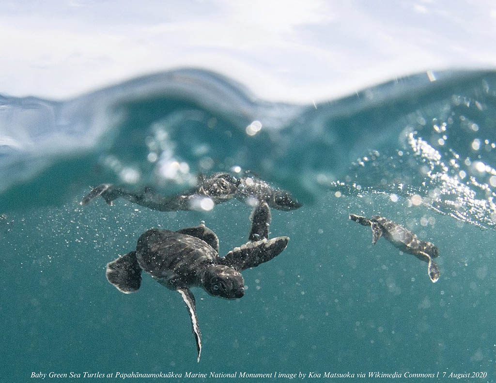 baby green turtles