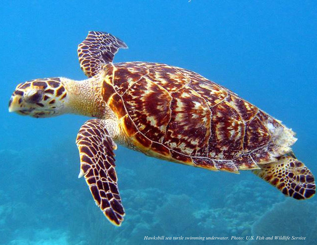 hawksbill turtle