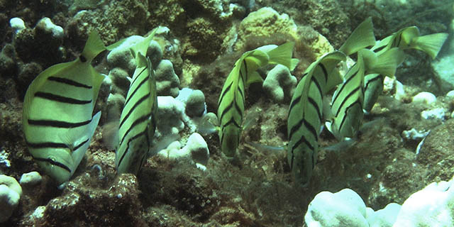 manini grazing