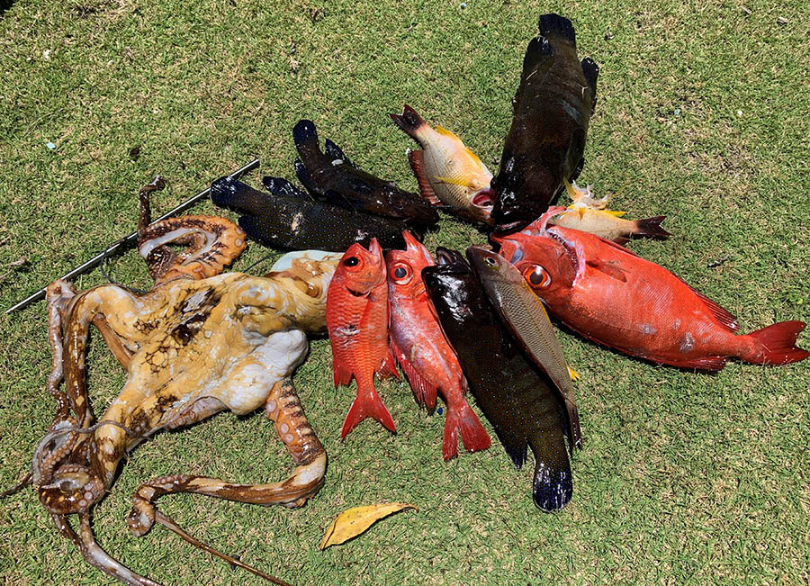 mixed catch of fish