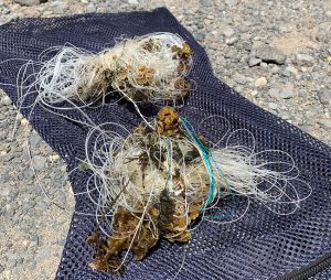 marine debris