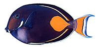 Pakuikui