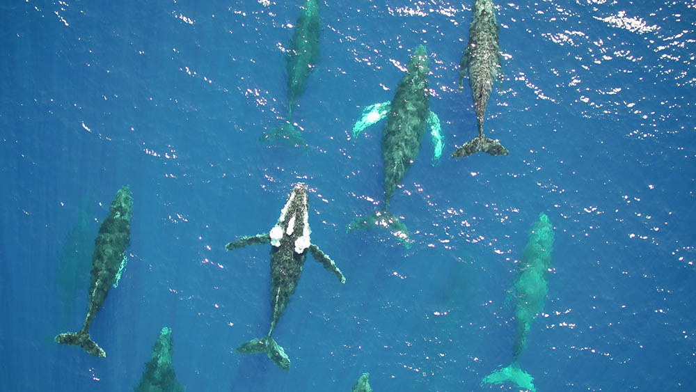 whale pod