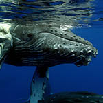 injured whale